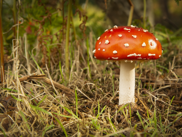 Fungi walk at Lyme