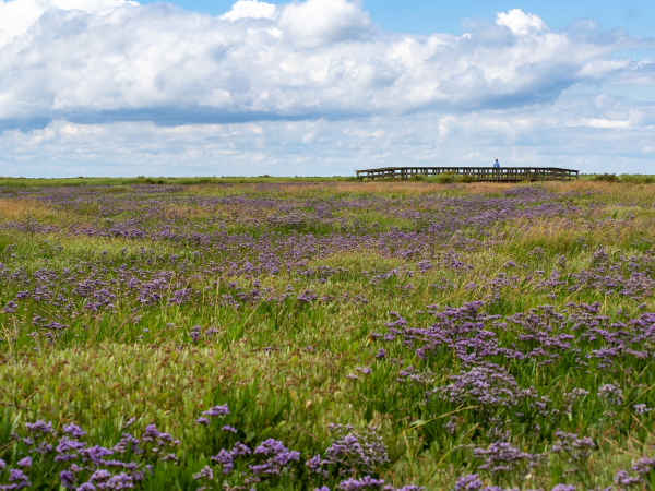 Guided walk: Spectacular saltmarshes