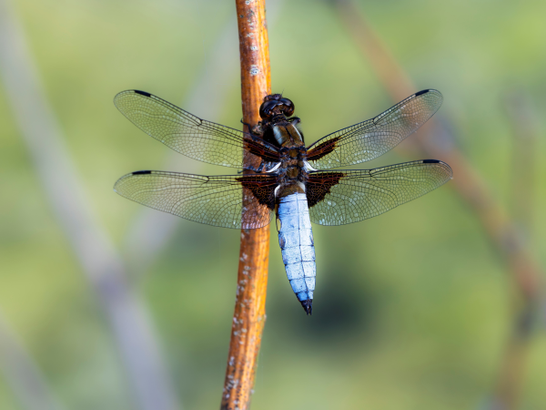 Dragonfly Workshop