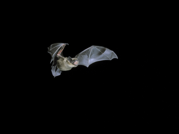 Guided Bat Walks at Chirk Castle