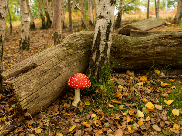 Wonders of the Woodland Guided Walk