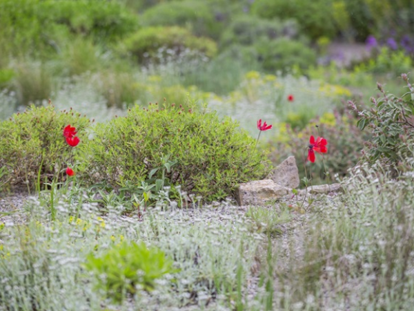 Mediterranean Gardening: Insights from Delos