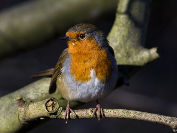 Great Big Green Week: Bird Watching Sat 7 June, 11am-12:30pm