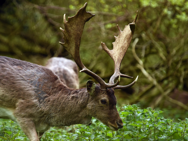 Deer Rut Walk at Belton
