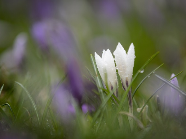 Bulb Planting | Get involved